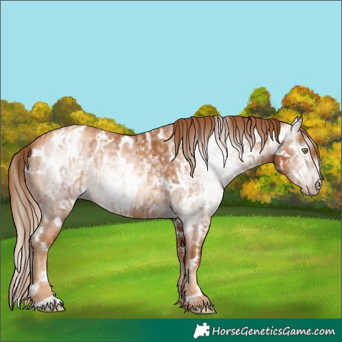 Horse Color:Gray Gold Champagne Appaloosa  and Gray Gold Champagne Appaloosa 