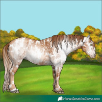 Horse Color:Gray Gold Champagne Appaloosa  and Gray Gold Champagne Appaloosa 