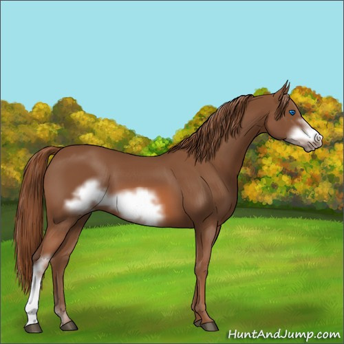 Horse Color:Chestnut Frame 