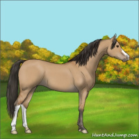 Horse Color:Bay Dun