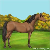 Horse Color:Bay 