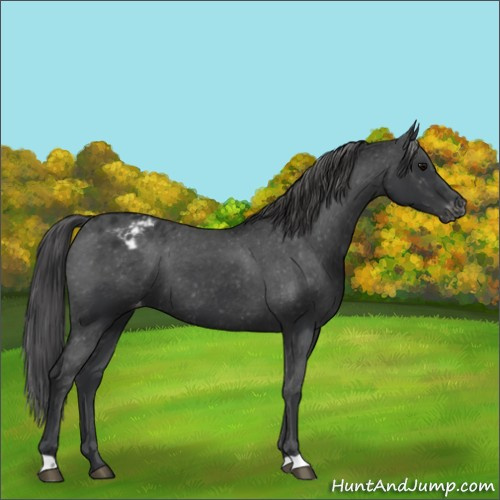 Horse Color:Black Appaloosa