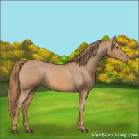 Horse Color:Chestnut Appaloosa 