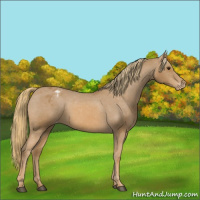 Horse Color:Chestnut Appaloosa 