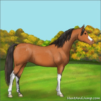 Horse Color:Bay Appaloosa 
