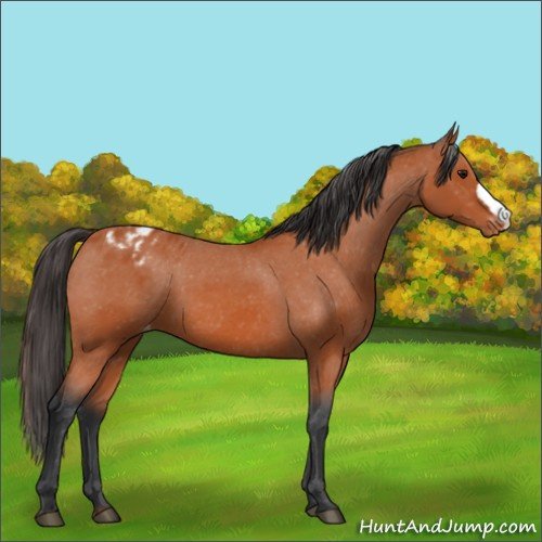 Horse Color:Bay Appaloosa 