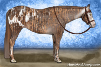 Horse Color:Gray Gold Champagne Appaloosa  and Gray Chestnut Appaloosa 