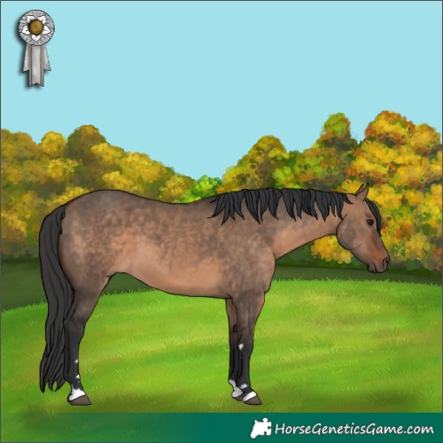 Horse Color:Brown Dun 