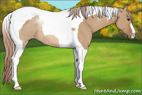 Horse Color:Red Dun Tobiano Appaloosa 