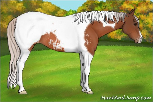Horse Color:Silver Bay Tobiano Appaloosa 