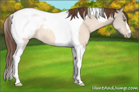 Horse Color:Amber Champagne Dun Tobiano Appaloosa 