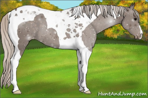 Horse Color:Silver Black Tobiano Appaloosa 