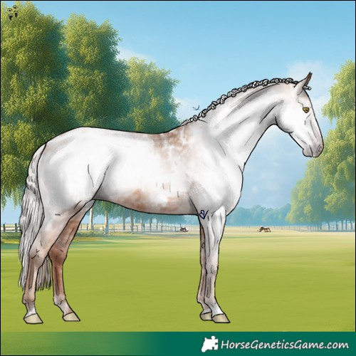 Horse Color:Gray Gold Champagne Appaloosa  and Gray Gold Champagne Appaloosa 