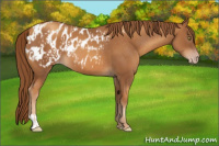 Horse Color:Gray Gold Champagne Appaloosa  and Gray Gold Champagne Appaloosa 