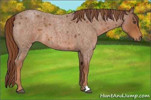 Horse Color:Red Roan