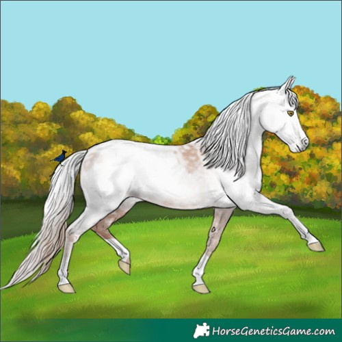 Horse Color:Gray Gold Champagne Appaloosa  and Gray Gold Champagne Appaloosa 