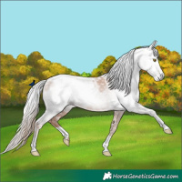 Horse Color:Gray Gold Champagne Appaloosa  and Gray Gold Champagne Appaloosa 