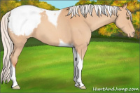 Horse Color:Silver Amber Champagne Tobiano Appaloosa 