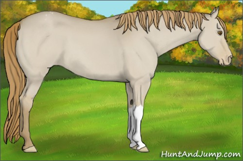 Horse Color:Classic Cream Champagne Dun Appaloosa 