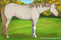 Horse Color:Classic Cream Champagne Dun Appaloosa 