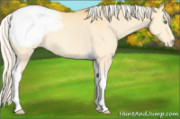 Horse Color:Silver Classic Cream Champagne Dun Sabino Tobiano Appaloosa 