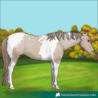 Horse Color:Classic Champagne Tobiano Varnish 