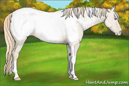Horse Color:Smoky Creme Dun Tobiano Appaloosa 