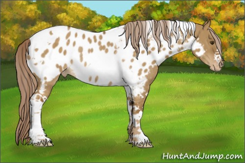 Horse Color:Chocolate Palomino Dun Tobiano Appaloosa Rabicano 