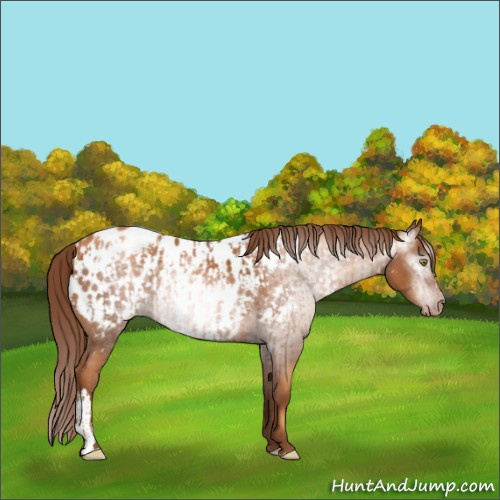 Horse Color:Gray Gold Champagne Appaloosa  and Gray Gold Champagne Appaloosa 