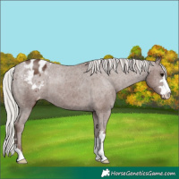 Horse Color:Silver Black Varnish