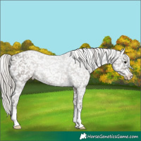 Horse Color:Silver Black Appaloosa 