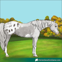 Horse Color:Silver Black Blanket