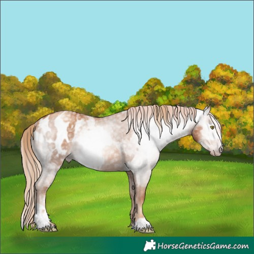 Horse Color:Gray Gold Champagne Appaloosa  and Gray Gold Champagne Appaloosa 
