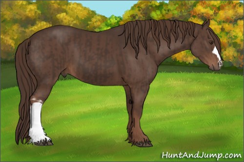Horse Color:Liver Chestnut  and Liver Chestnut 