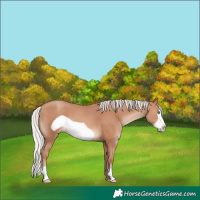 Horse Color:Silver Sable Champagne Frame