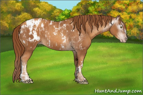 Horse Color:Gray Gold Champagne Blanket and Gray Gold Champagne Varnish