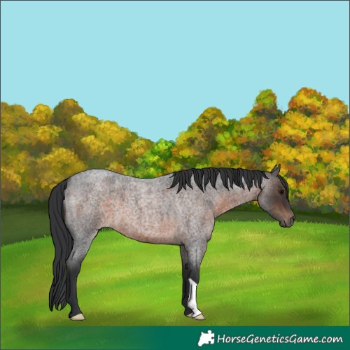 Horse Color:Brown Roan 