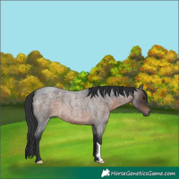 Horse Color:Brown Roan