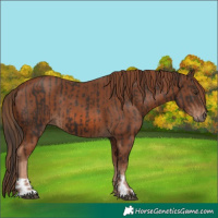 Horse Color:Liver Chestnut  and Chestnut 