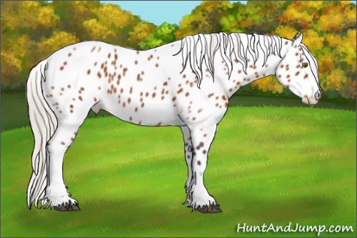 Horse Color:Silver Buckskin Tobiano Appaloosa 