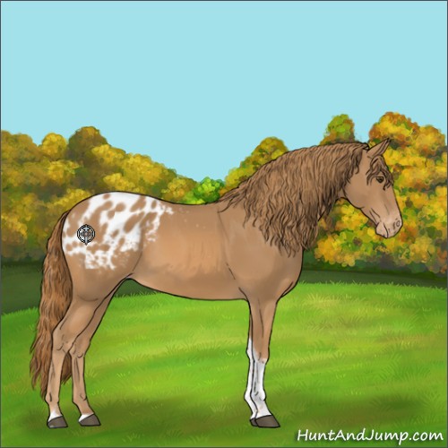 Horse Color:Chestnut Tobiano Appaloosa 