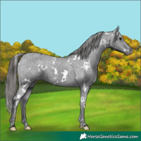 Horse Color:White Spotted Black Appaloosa 