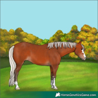 Horse Color:Silver Bay 