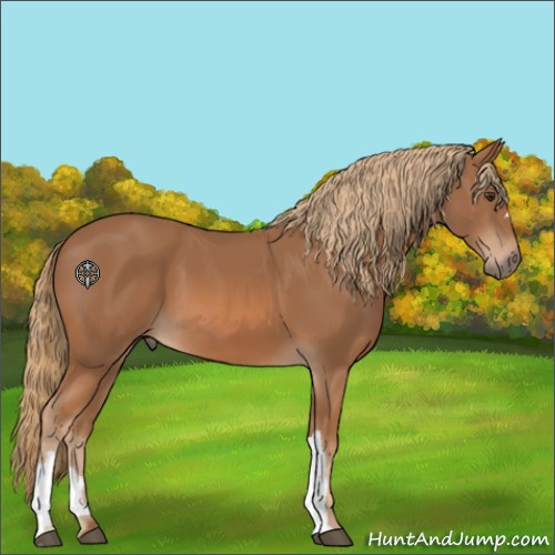 Horse Color:Chestnut 