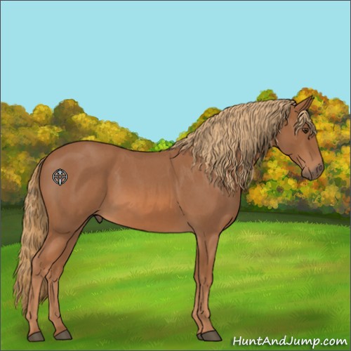 Horse Color:Red Roan 