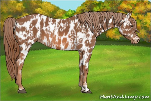 Horse Color:Chestnut Appaloosa and Chestnut Appaloosa