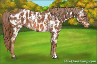 Horse Color:Chestnut Appaloosa  and Chestnut Appaloosa 