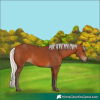 Horse Color:Silver Bay 