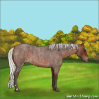 Horse Color:Silver Brown Roan 