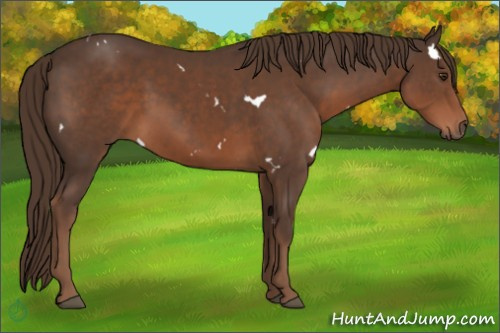 Horse Color:White Spotted Liver Chestnut 